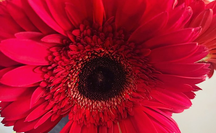 <strong>The Most Genuine Farewell&nbsp;</strong>